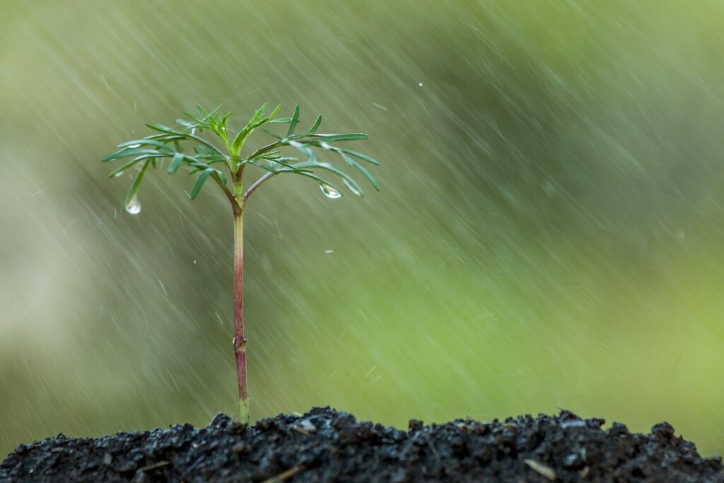 A small, young plant stands upright in moist soil as raindrops fall, nourishing its delicate green leaves, with a blurred green background indicating the ongoing rainfall.-min