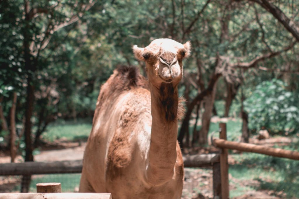 Riyadh Zoo