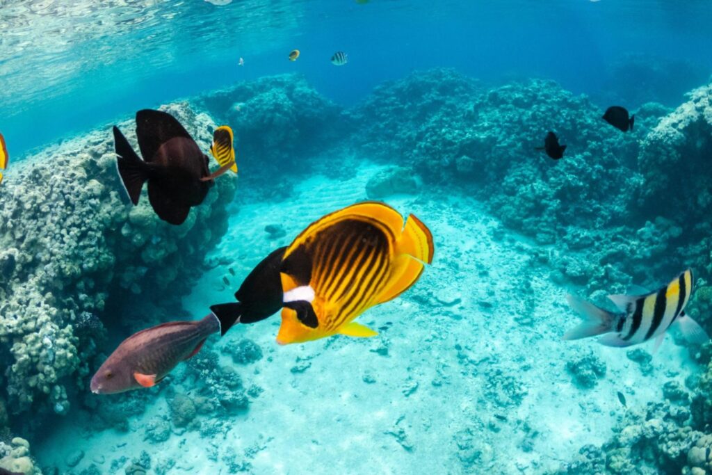 Snorkeling and Scuba Diving